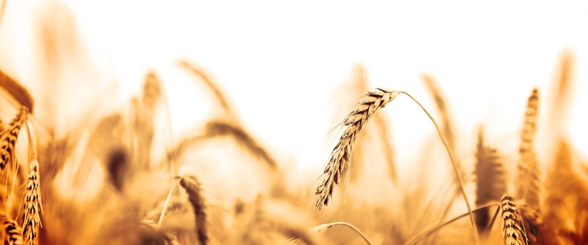 intolerancia-ao-gluten intolerancia-ao-gluten
